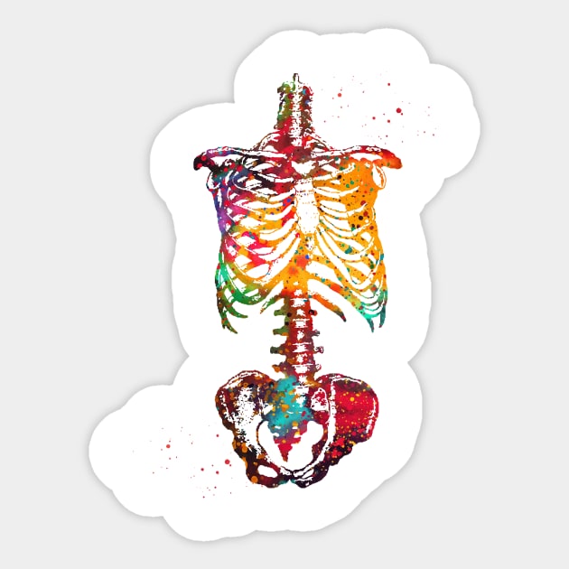 Skeleton Torso Sticker by erzebeth